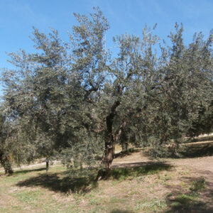 oliveti_06