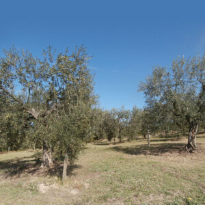 oliveti_